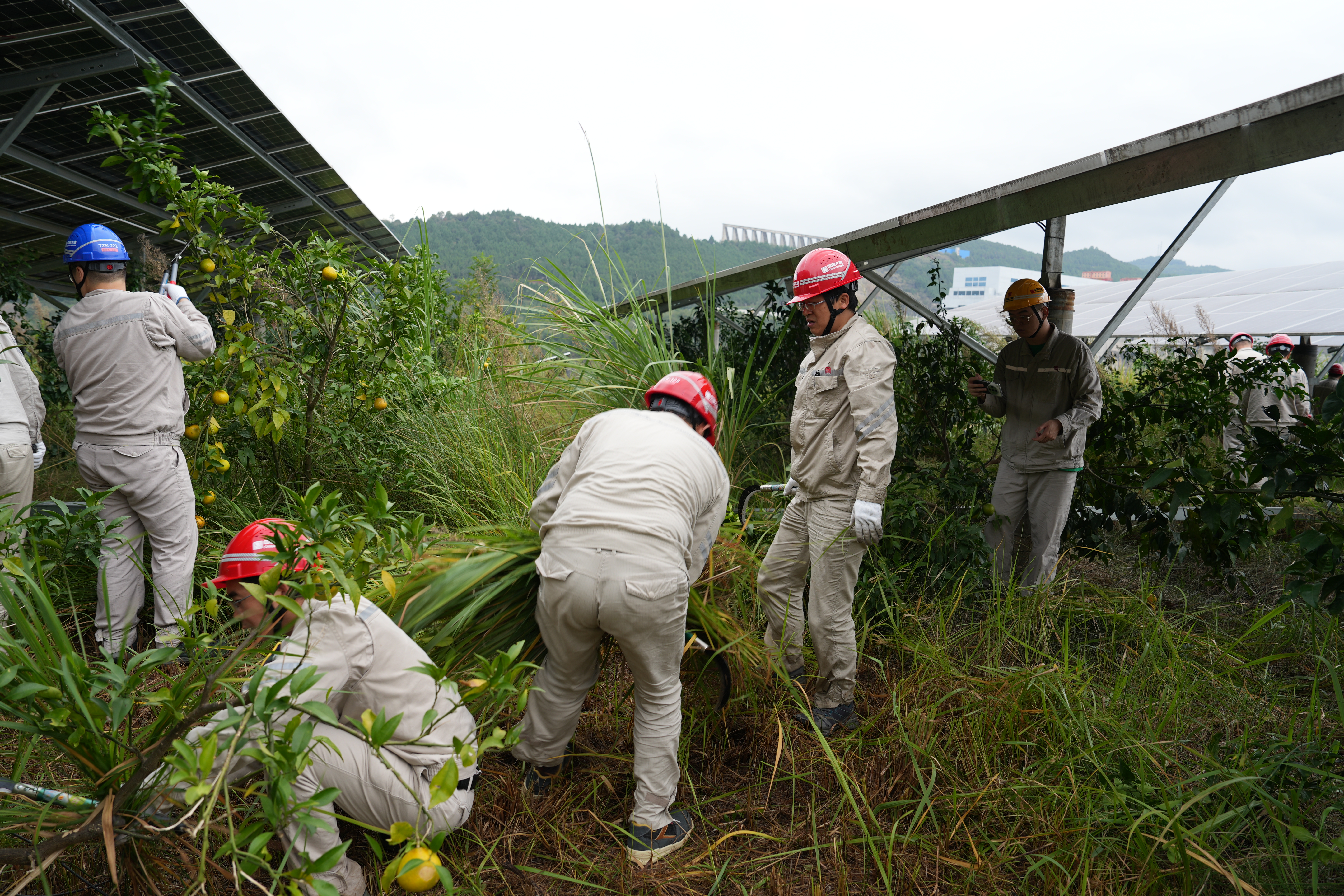 2024年10月12日，亭子口多宝（中国）开展“百日攻坚 农光一体化 我们在行动”除草活动 (6).jpg